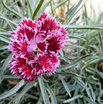 Градински карамфил / Dianthus caryophyllus /
