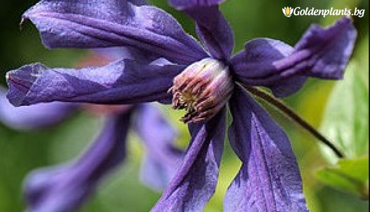 Снимка Клематис Сива птица / Clematis Sizaia Ptitsa / 