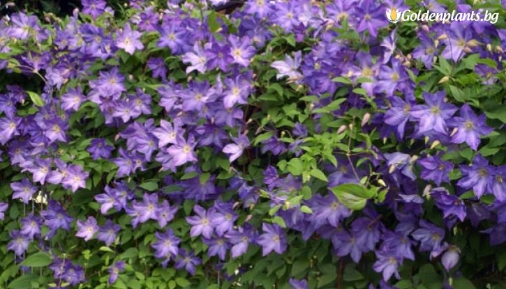 Снимка Клематис Солина / Clematis Solina / 