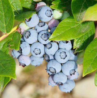 Американска боровинка Торо /Vaccinium corymbosum Toro/..