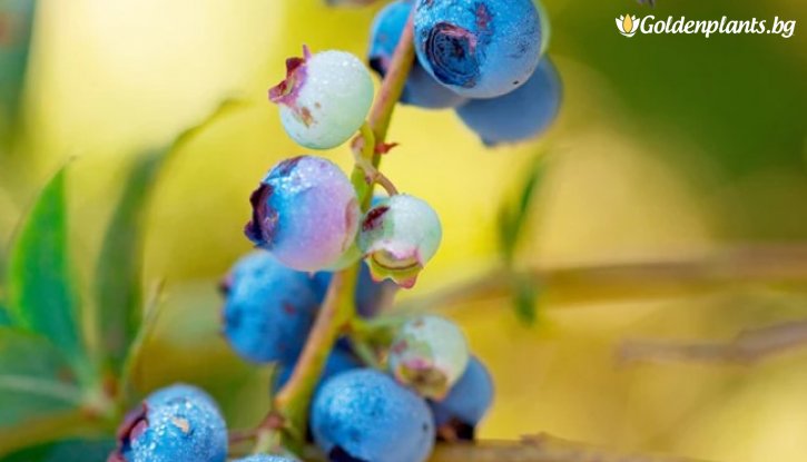 Снимка Американска боровинка Торо /Vaccinium corymbosum Toro/