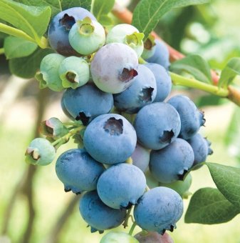 Американска боровинка Блукроп /Vaccinium corymbosum Blucrop/...