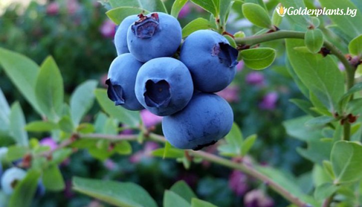 Снимка Американска боровинка Сиера /Vaccinium corymbosum Sierra/