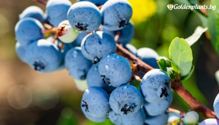 Снимка Американска боровинка Блуголд /Vaccinium corymbosum Bluegold/