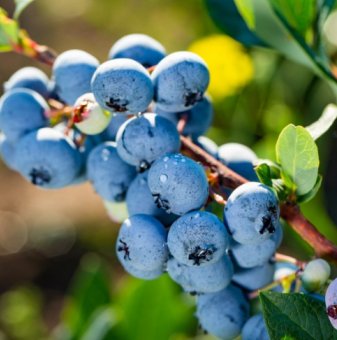 Американска боровинка Блуголд /Vaccinium corymbosum Bluegold/...