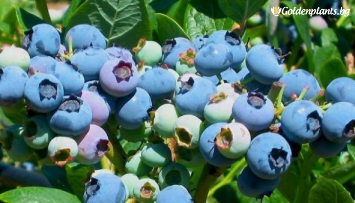 Снимка Американска боровинка Бригита Блу /Vaccinium corymbosum Brigitta Blue/