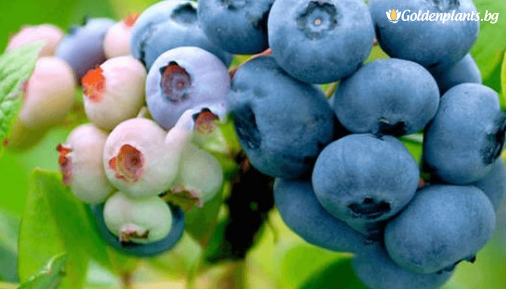 Снимка Американска боровинка Нелсън /Vaccinium corymbosum Nelson/