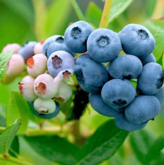 Американска боровинка Нелсън /Vaccinium corymbosum Nelson/..