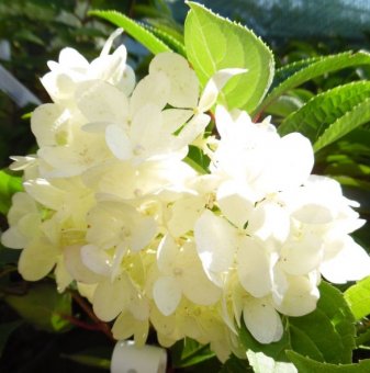 Хортензия Бяла Лейди /Hydrangea paniculata White Lady/..