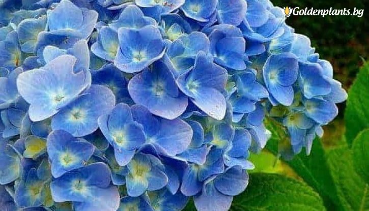 Снимка Хортензия Нико Блу /Hydrangea macrophylla Nikko Blue/