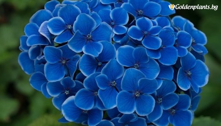 Снимка Хортензия Нико Блу /Hydrangea macrophylla Nikko Blue/