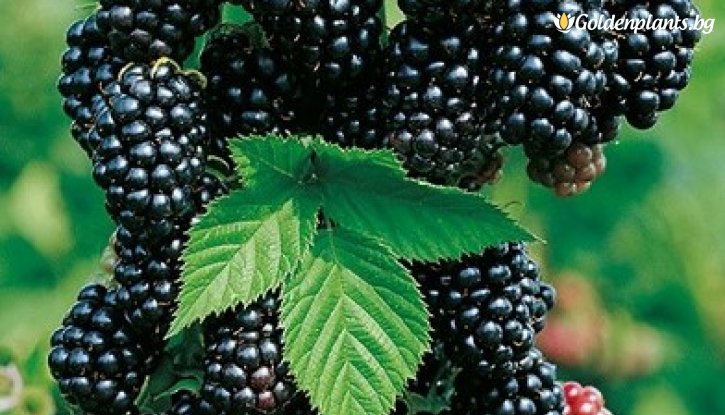 Снимка Къпина Черен сатен /Rubus fruticosus Black Satin/