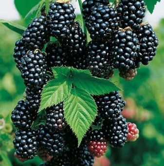 Къпина Черен сатен /Rubus fruticosus Black Satin/