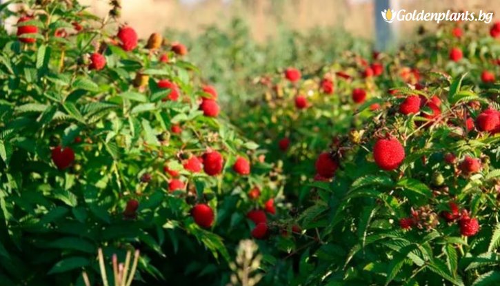 Снимка Ягодова малина /Rubus illecebrosus/