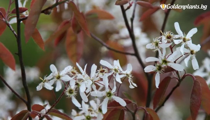 Снимка Канадска боровинка - Ядлива Ирга Смоуки /Amelanchier Smokеy/ 