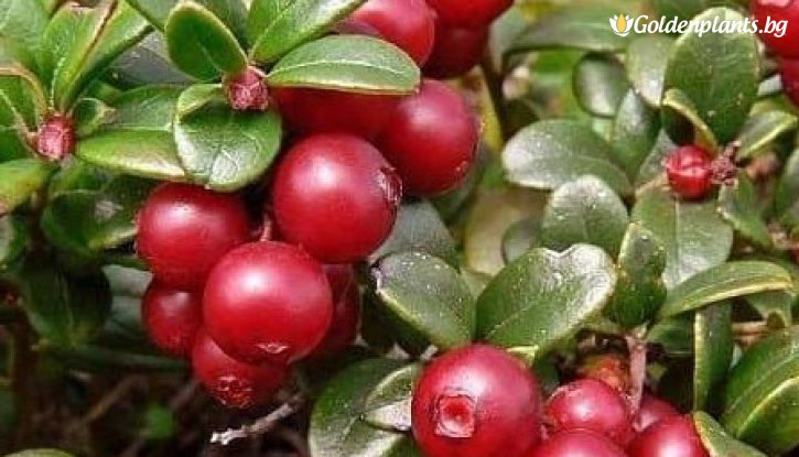 Снимка Американска червена боровинка Бен Лиър /Vaccinium macrocarpon Ben Lear/