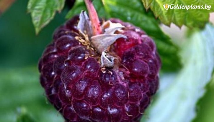 Снимка Малина Глен Коу /Rubus idaeus Glen Coe/