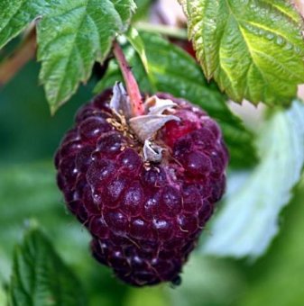Малина Глен Коу /Rubus idaeus Glen Coe/
