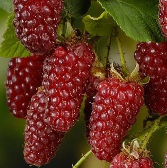 Тайбери /Rubus fruticosus x id tayberry/