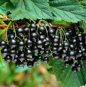 Черен касис Титаниа /Ribes nigrum Titania/