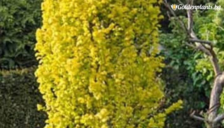 Снимка Златен бряст /Ulmus × Hollandica Wredei/
