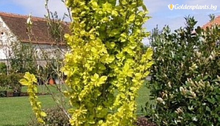 Снимка Златен бряст /Ulmus × Hollandica Wredei/