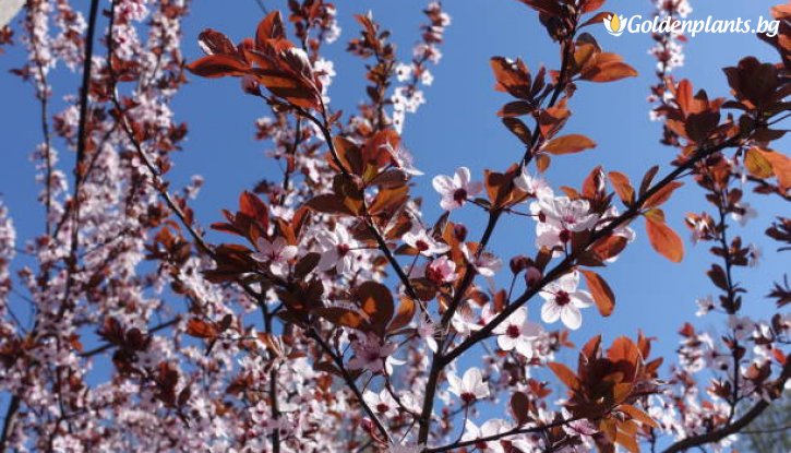 Снимка Лилаволистна слива /Prunus cerasifera Pissardii-Cistena/