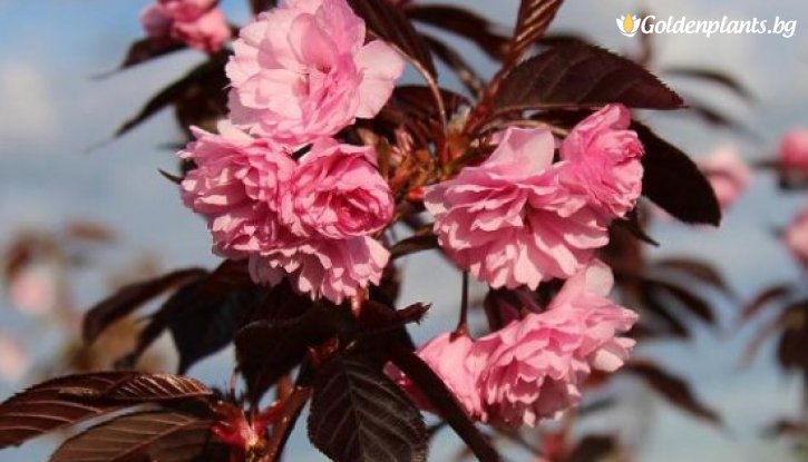 Снимка Японска вишна Кралско Бургунди /Prunus serrulata Royal Burgundy/