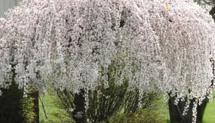 Снимка Японска вишна Снежен Фонтан /Prunus Snow Fountains/