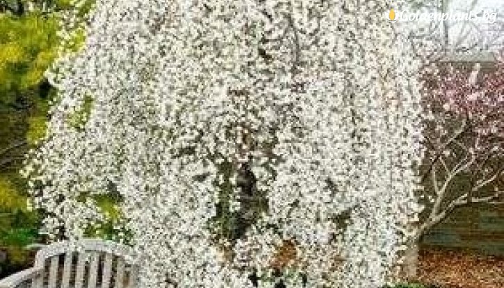 Снимка Японска вишна Снежен Фонтан /Prunus Snow Fountains/