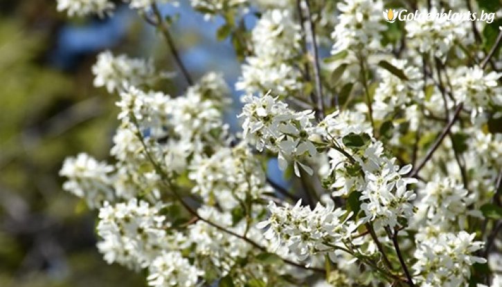 Снимка Канадска боровинка - Ядлива Ирга Смоуки /Amelanchier Smokеy/ 