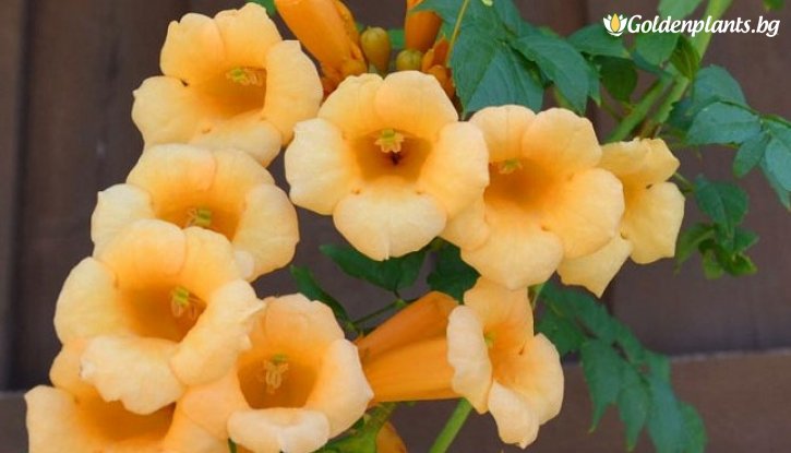 Снимка Тромпетна лоза - Текома Флава /Campsis radicans Flava/