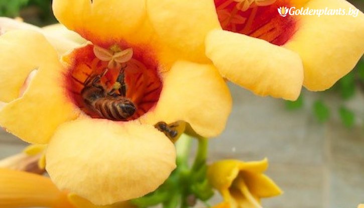 Снимка Тромпетна лоза - Текома Джуди /Campsis radicans Judy/