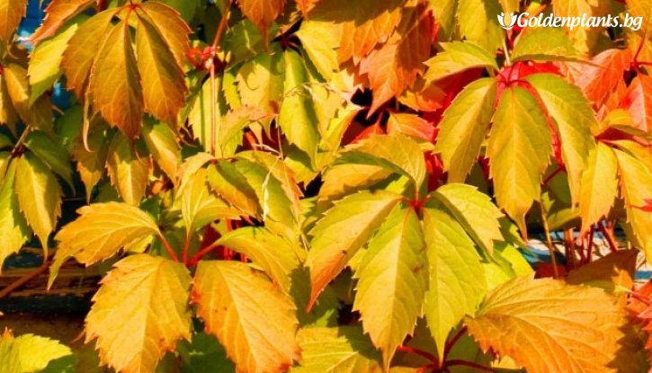 Снимка Дива лоза Жълта стена /Parthenocissus quinquefolia Yellow Wall/