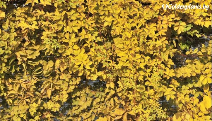 Снимка Дива лоза Жълта стена /Parthenocissus quinquefolia Yellow Wall/