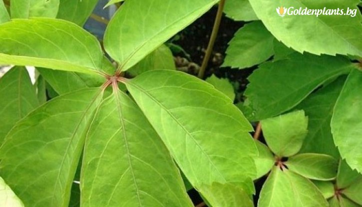 Снимка Дива лоза Жълта стена /Parthenocissus quinquefolia Yellow Wall/