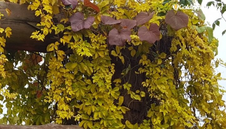 Снимка Дива лоза Жълта стена /Parthenocissus quinquefolia Yellow Wall/