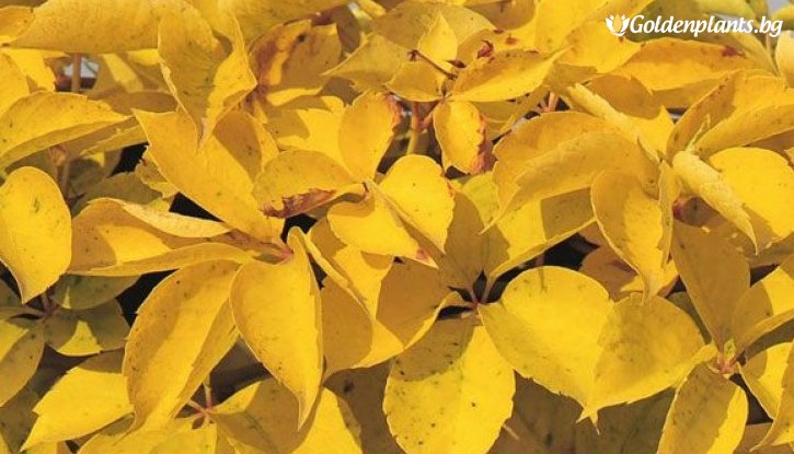 Снимка Дива лоза Жълта стена /Parthenocissus quinquefolia Yellow Wall/