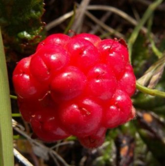 Арктическа малина Марика /Rubus arcticus Marika/