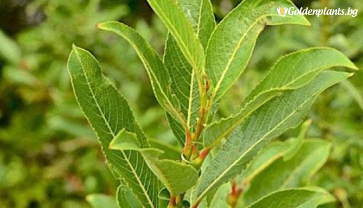 Снимка Японска върба Меланостахис /Salix gracilistyla Melanostachys/