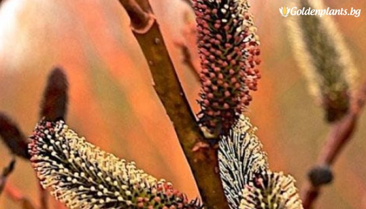 Снимка Японска върба Меланостахис /Salix gracilistyla Melanostachys/