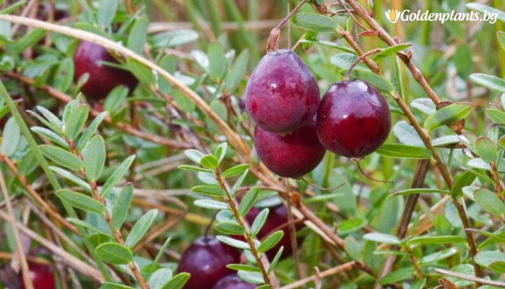 Снимка Американска червена боровинка Ранна Черна /Vaccinium macrocarpon Early Black/ 