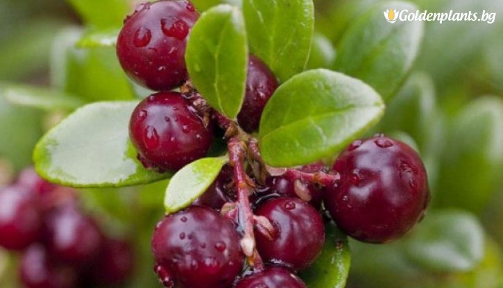 Снимка Американска червена боровинка Ранна Черна /Vaccinium macrocarpon Early Black/ 