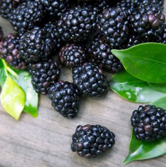Малина Черно бижу /Rubus idaeus Black Jewel/