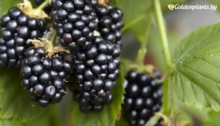 Снимка Малина Черно бижу /Rubus idaeus Black Jewel/