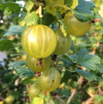 Цариградско грозде Мокурини /Ribes uva-crispa Mocurines/..