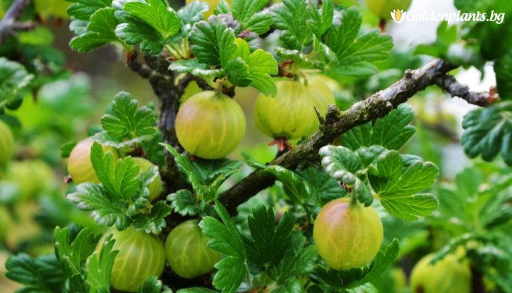 Снимка Цариградско грозде Родник /Ribes uva-crispa Rodnik/