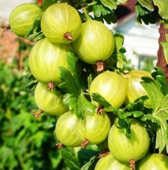 Цариградско грозде Родник /Ribes uva-crispa Rodnik/..