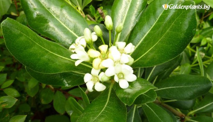 Снимка Китайски питоспорум /Pittosporum heterophyllum/