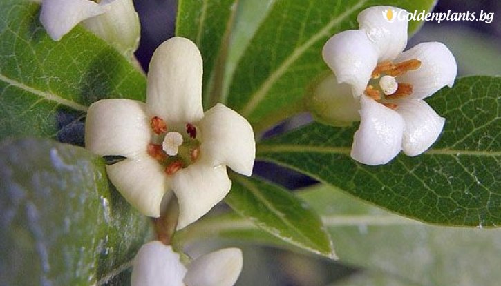 Снимка Китайски питоспорум /Pittosporum heterophyllum/